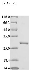 Greater than 90% as determined by SDS-PAGE.Recombinant Human Voltage-Dependent Anion-Selective Channel Protein 1 (VDAC1) Protein (GST)