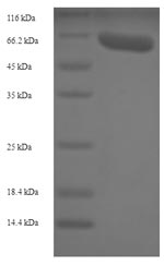 Greater than 90% as determined by SDS-PAGE.Recombinant Rabbit Vascular Endothelial Growth Factor A (VEGFA) Protein (His-SUMO)