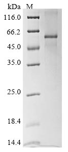 Greater than 85% as determined by SDS-PAGE.