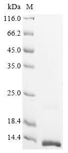 Greater than 90% as determined by SDS-PAGE.Recombinant Human Vascular Endothelial Growth Factor B (VEGFB)