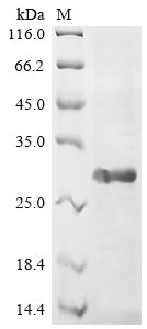Greater than 85% as determined by SDS-PAGE.Recombinant Human Vascular Endothelial Growth Factor B (VEGFB) Protein (His-SUMO)