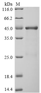 Greater than 85% as determined by SDS-PAGE.Recombinant Human Neurosecretory Protein Vgf (VGF) Protein (His-GST&Myc)
