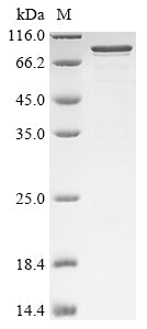 Greater than 85% as determined by SDS-PAGE.Recombinant Rat Neurosecretory Protein Vgf (VGF) Protein (His)