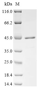 Greater than 85% as determined by SDS-PAGE.Recombinant Human Transcription Cofactor Vestigial-Like Protein 3 (VGLL3) Protein (His)