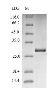 Greater than 90% as determined by SDS-PAGE.