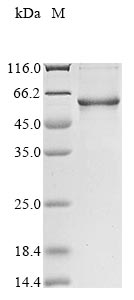 Greater than 85% as determined by SDS-PAGE.Recombinant Human Vitronectin (VTN)
