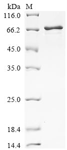 Greater than 85% as determined by SDS-PAGE.Recombinant Mouse Vitronectin (VTN) Protein (His&Myc)