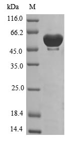 Greater than 85% as determined by SDS-PAGE.Recombinant Human Tryptophan--Trna Ligase, Cytoplasmic (WARS1) Protein (His&Myc)