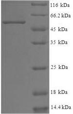 Greater than 90% as determined by SDS-PAGE.Recombinant Human Wd Repeat-Containing Protein 5 (WDR5) Protein (His-SUMO)