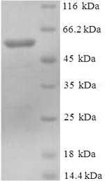 Greater than 90% as determined by SDS-PAGE.