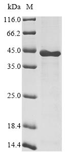 Greater than 85% as determined by SDS-PAGE.Recombinant Human Ddb1- And Cul4-Associated Factor 7 (DCAF7) Protein (His)