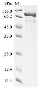 Greater than 85% as determined by SDS-PAGE.Recombinant Mouse Wee1-Like Protein Kinase (WEE1) Protein (His)