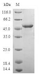 Greater than 90% as determined by SDS-PAGE.