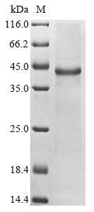 Greater than 85% as determined by SDS-PAGE.Recombinant Mouse Cellular Communication Network Factor 6 (CCN6) Protein (His)
