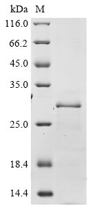 Greater than 85% as determined by SDS-PAGE.Recombinant Human Protein Wiz (WIZ) Protein (His&Myc)