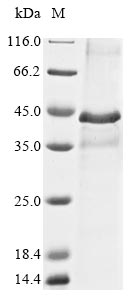 Greater than 85% as determined by SDS-PAGE.Recombinant Mouse Proto-Oncogene Wnt-1 (WNT1) Protein (His&Myc)