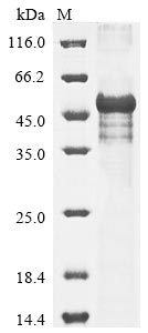 Greater than 85% as determined by SDS-PAGE.Recombinant Mouse Protein Wnt-10A (WNT10A) Protein (His&Myc)