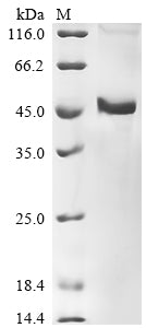 Greater than 85% as determined by SDS-PAGE.Recombinant Human Protein Wnt-10B (WNT10B) Protein (His&Myc)