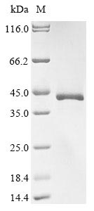 Greater than 85% as determined by SDS-PAGE.Recombinant Mouse Protein Wnt-2 (WNT2) Protein (His)