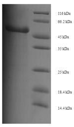 Greater than 90% as determined by SDS-PAGE.Recombinant Mouse Proto-Oncogene Wnt-3 (WNT3) Protein (His-SUMO)