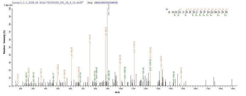 Based on the SEQUEST from database of E.coli host and target protein, the LC-MS/MS Analysis result of this product could indicate that this peptide derived from E.coli-expressed Homo sapiens (Human) WNT3A.Recombinant Human Protein Wnt-3A (WNT3A) Protein (His)