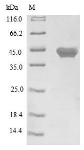 Greater than 85% as determined by SDS-PAGE.Recombinant Mouse Protein Wnt-3A (WNT3A) Protein (His)