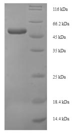 Greater than 90% as determined by SDS-PAGE.Recombinant Human Protein Wnt-4 (WNT4) Protein (His-SUMO)