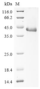 Greater than 90% as determined by SDS-PAGE.Recombinant Mouse Protein Wnt-4 (WNT4) Protein (His)