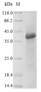 Greater than 85% as determined by SDS-PAGE.Recombinant Human Protein Wnt-5A (WNT5A) Protein (His)