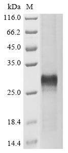 Greater than 85% as determined by SDS-PAGE.Recombinant Human Protein Wnt-5A (WNT5A) Protein (His)