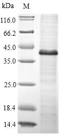 Greater than 90% as determined by SDS-PAGE.Recombinant Human Protein Wnt-5A (WNT5A) Protein (His&Myc)