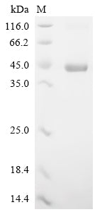 Greater than 90% as determined by SDS-PAGE.Recombinant Mouse Protein Wnt-5A (WNT5A) Protein (His)