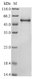 Greater than 90% as determined by SDS-PAGE.Recombinant Mouse Protein Wnt-6 (WNT6) Protein (His-SUMO)