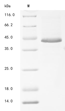Greater than 90% as determined by SDS-PAGE.Recombinant Mouse Protein Wnt-7A (WNT7A) Protein (His&Myc)