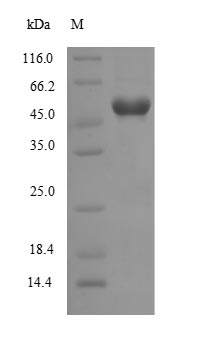 Greater than 85% as determined by SDS-PAGE.Recombinant Human Protein Wnt-7B (WNT7B) Protein (His-SUMO&Myc)
