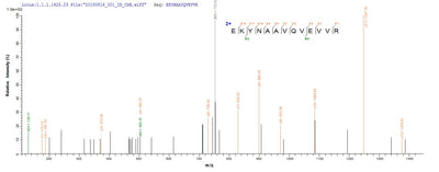 Based on the SEQUEST from database of E.coli host and target protein, the LC-MS/MS Analysis result of this product could indicate that this peptide derived from E.coli-expressed Mus musculus (Mouse) Wnt7b.Recombinant Mouse Protein Wnt-7B (WNT7B) Protein (His-SUMO&Myc)
