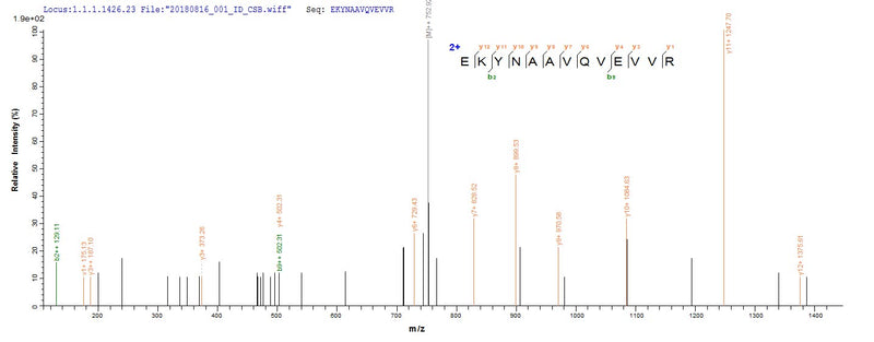 Based on the SEQUEST from database of E.coli host and target protein, the LC-MS/MS Analysis result of this product could indicate that this peptide derived from E.coli-expressed Mus musculus (Mouse) Wnt7b.Recombinant Mouse Protein Wnt-7B (WNT7B) Protein (His-SUMO&Myc)