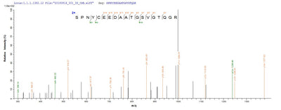Based on the SEQUEST from database of E.coli host and target protein, the LC-MS/MS Analysis result of this product could indicate that this peptide derived from E.coli-expressed Mus musculus (Mouse) Wnt7b.Recombinant Mouse Protein Wnt-7B (WNT7B) Protein (His-SUMO&Myc)