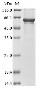 Greater than 85% as determined by SDS-PAGE.Recombinant Mouse Wilms Tumor Protein Homolog (WT1) Protein (His&Myc)