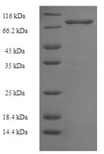 Greater than 90% as determined by SDS-PAGE.
