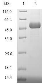 Greater than 90% as determined by SDS-PAGE.