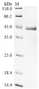 Greater than 90% as determined by SDS-PAGE.