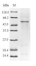 Greater than 90% as determined by SDS-PAGE.