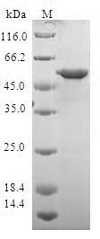 Greater than 90% as determined by SDS-PAGE.