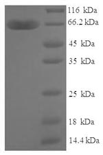 Greater than 90% as determined by SDS-PAGE.
