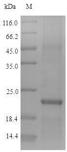 Greater than 90% as determined by SDS-PAGE.Recombinant Human Zinc Finger Protein 160 (ZNF160) Protein (His&Myc)