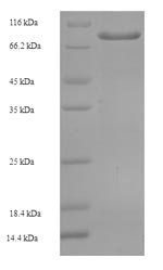 Greater than 90% as determined by SDS-PAGE.