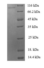 Greater than 90% as determined by SDS-PAGE.