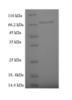 Greater than 90% as determined by SDS-PAGE.