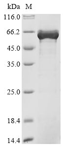 Greater than 90% as determined by SDS-PAGE.Recombinant Human Zinc Finger Protein Zpr1 (ZPR1) Protein (His&Myc)